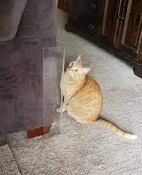 Cat Scratch Guard For Furniture The