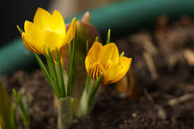 Krokusse kündigen das frühjahr an. Krokus Pflanzen Pflege Und Vermehren Der Krokusse Gartendialog De