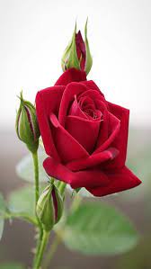 beautiful red rose flower hd wallpapers