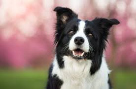 There are over 350 different breeds that embark identifies with our breed identification in our canine dna test. Top 10 Black And White Dog Breeds Petguide