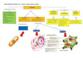 mapa mental d ela célula y