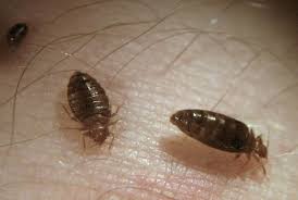 what do bed bugs eat common feeding