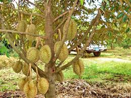 Znalezione obrazy dla zapytania durian tree