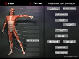 Being aware of the different muscles of the body and their exact location, helps you make your workout more effective and targeted. Anatomy Games Real Bodywork