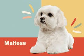 maltese dog breed information