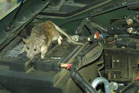 I even went so far as to tie dryer sheets to the wires that were chewed. How To Keep Mice Rats And Other Rodents Out Of Your Car Engine Axleaddict
