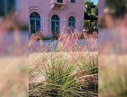 Use Pink Muhly Grass For Winter Garden