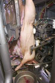 Schweine schlachten zum Zuschauen: Fleischproduktion in Dänemark - DER  SPIEGEL