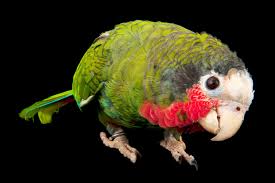 Parrots Are A Lot More Than Pretty Bird The New York Times