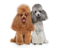 toy poodle dogs