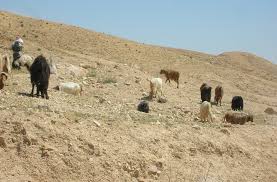 Bedouin Goat Herd, Negev Desert, Israel | brewbooks | Flickr