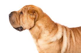 Chinese Shar Pei Dog Breed Information