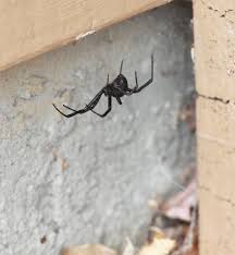 get rid of spiders in house naturally