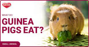 what do guinea pigs eat kaytee