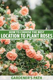 choose the best location to plant roses