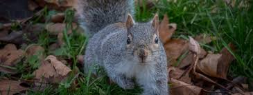 They will also get in your house through ventilation systems. How To Get Rid Of Squirrels In Your Attic Amco Ranger Termite Pest Solutions Amco Ranger