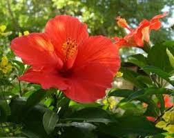 Plant of Hibiscus Rosa Sinensis
