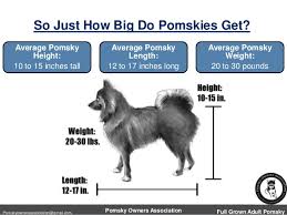 The Size Of A Full Grown Adult Pomsky Pomeranian Husky