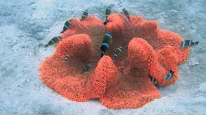 real monstrosities carpet anemone