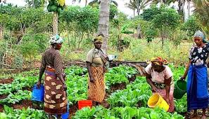FG equips S/South women farmers with climate change adaptation strategy - Businessday NG