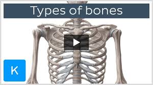 bones anatomy function types and