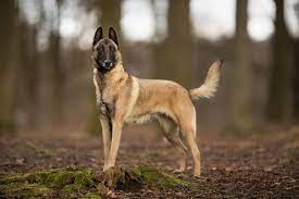 how much does a belgian malinois cost