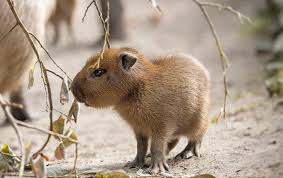 Simply click the free capybara, print the image and color until your hearts content. 2 521 Capybara Stock Photos And Images 123rf