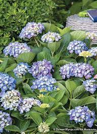 Small Flowering Shrubs With Big Impact