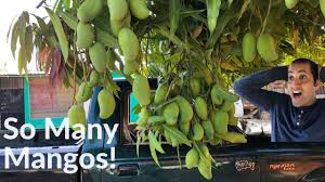 mive mango trees in mexico you