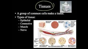 A1 Tissues Myers Anatomy