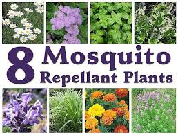 8 Mosquito Repellent Plants Mother S Home