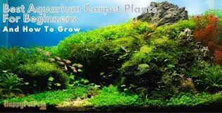 five best aquarium carpet plants for