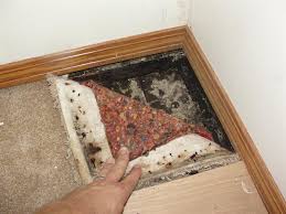 mold in homes