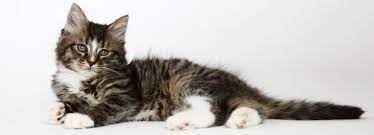 Cats with extra toes are called polydactyl cats, and they aren't all that uncommon. Kittens For Sale Rspca Tabby Kitten Buy A Kitten Kittens