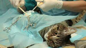 Feline Medical Clinic gambar png