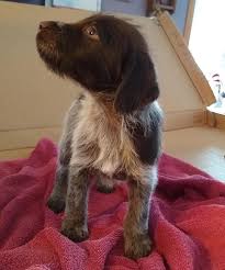 funks kennels german wirehaired pointer