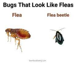 12 bugs that look like fleas and jump
