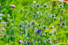 The Best Plants For Prairie Gardens