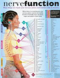 Nerve Function Great Chart Chronic Pain Carla