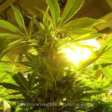 what is the best grow light