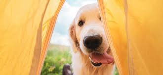 Dog Friendly Camping Petstock Blog