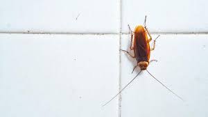 common types of roaches forbes home
