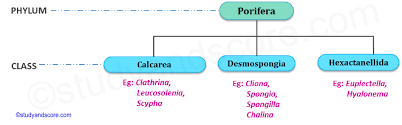 Phylum Porifera General Characters And Classification