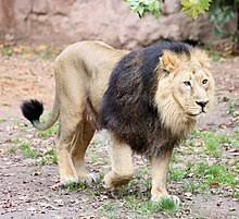 Lion Wikipedia