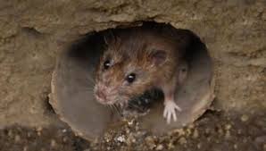 How To Get Rid Of Rats In Sewer Pipes