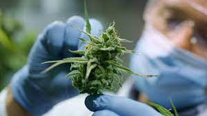 Comissão aprova proposta para legalizar no Brasil o cultivo de Cannabis  sativa para fins medicinais - TJCC