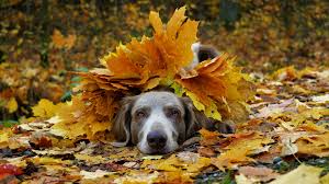Image result for dogs in autumn