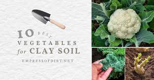 10 Best Vegetables For Clay Soils