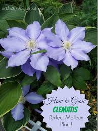 Check spelling or type a new query. Clematis Greaty Vining Plant For Mailboxes The Gardening Cook