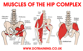 The gluteus maximus is the large muscle of the buttock. Hip Complex Being Fit The Gym Beyond
